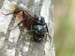 Camponotus herculeanus