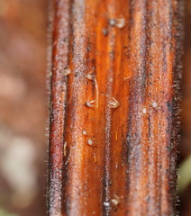 Hispidula dicksoniae