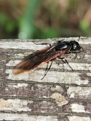 Camponotus herculeanus