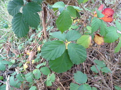 Rubus leucostachys