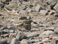 Chordeiles acutipennis