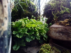 Marchantia polymorpha ruderalis