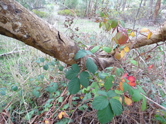 Rubus leucostachys