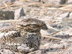 Chordeiles acutipennis