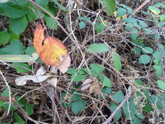 Rubus leucostachys