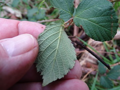 Rubus leucostachys