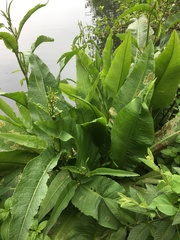 Rumex hydrolapathum