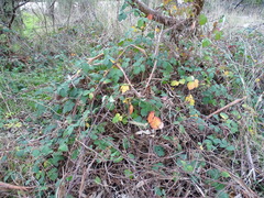 Rubus leucostachys
