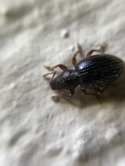 Barypeithes pellucidus