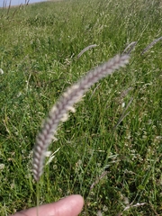 Hordeum brevisubulatum