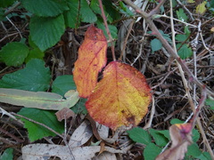 Rubus leucostachys
