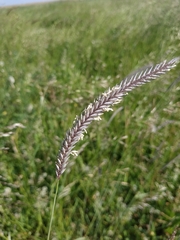 Hordeum brevisubulatum