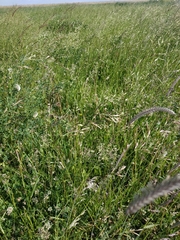 Hordeum brevisubulatum