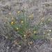 Xanthisma spinulosum glaberrima - Photo (c) txwildflowers, μερικά δικαιώματα διατηρούνται (CC BY-NC)