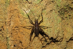 Eidmanacris