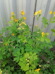 Chelidonium majus