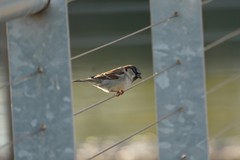 Passer domesticus