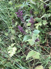 Stachydeae