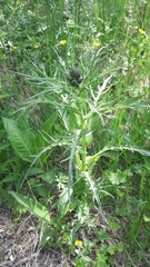 Cirsium heterophyllum