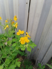 Chelidonium majus