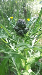 Cirsium heterophyllum