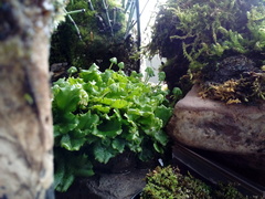 Marchantia polymorpha ruderalis