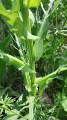 Cirsium heterophyllum