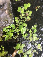 Spirodela polyrhiza
