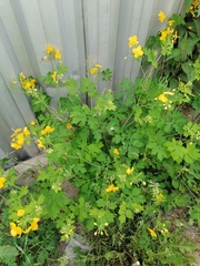 Chelidonium majus