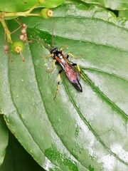 Ichneumon xanthorius