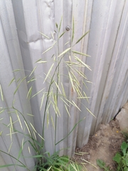 Bromus inermis