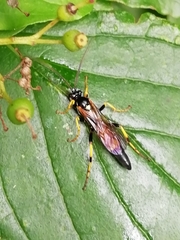 Ichneumon xanthorius