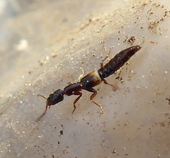 Staphylinidae