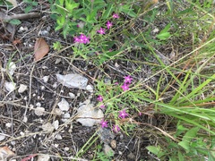 Zeltnera beyrichii