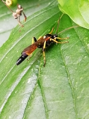 Ichneumon xanthorius