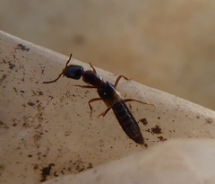 Staphylinidae