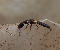 Staphylinidae
