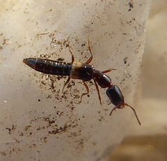 Staphylinidae