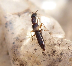 Staphylinidae