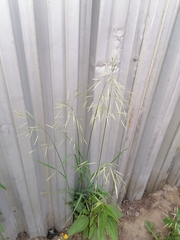 Bromus inermis