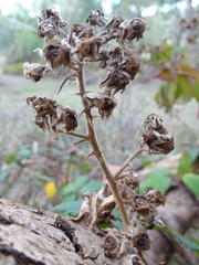Rubus leucostachys