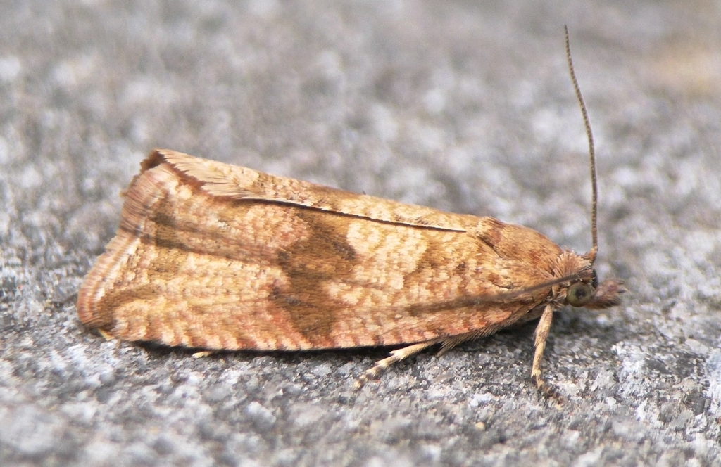 Barred Marble