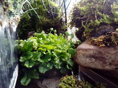 Marchantia polymorpha ruderalis