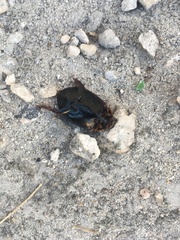 Megadytes