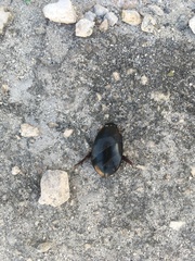 Megadytes