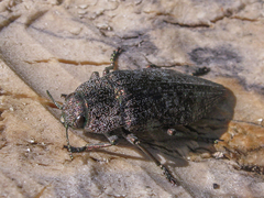 Dicerca aenea