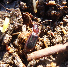 Carabidae