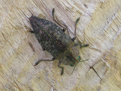 Dicerca aenea