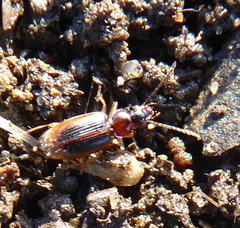 Carabidae