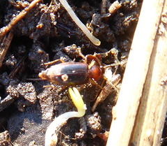 Carabidae